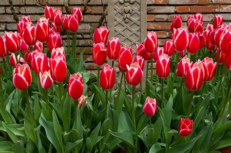 How To Plant Grow And Care For Tulips Allwaysflower