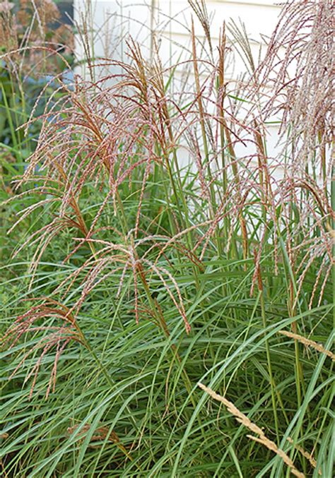 Growing Ornamental Landscape Grasses In Minnesota