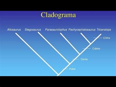 CONSTRUÇÃO DE CLADOGRAMA A PARTIR DE MATRIZ CODIFICADA - YouTube
