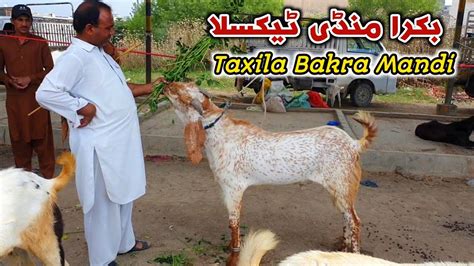 Bakra Mandi Taxila Latest Update 12 May 2023 Bakra Eid 2023 YouTube