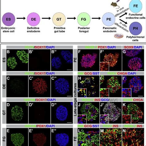 Differentiation Of HESCs Into Pancreatic Endoderm And Endocrine Cells