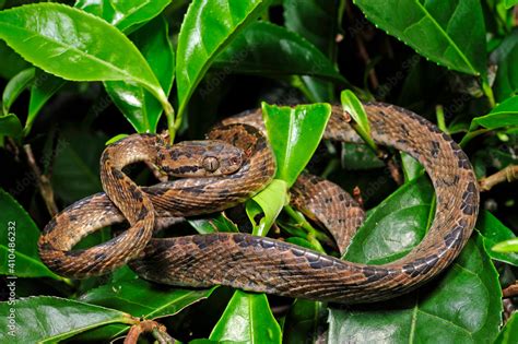 Sri Lanka Cat Snake Sri Lanka Nachtbaumnatter Sri Lanka