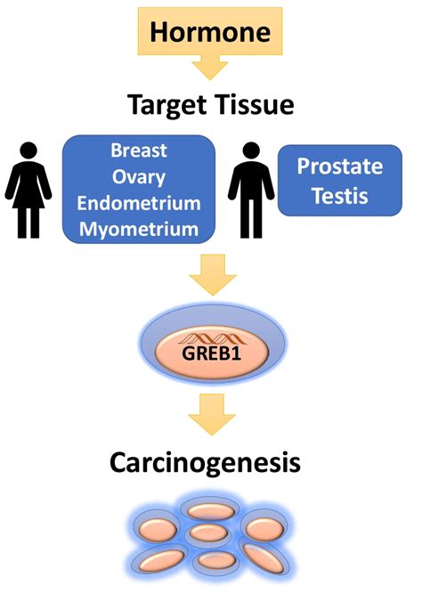 Ijms Free Full Text Role For Growth Regulation By Estrogen In Breast Cancer 1 Greb1 In