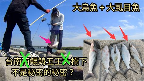 釣到大烏魚和大虱目魚的巢穴我找到這不是秘密的秘密釣魚基地282集 Pin338548阿平趴趴走 YouTube