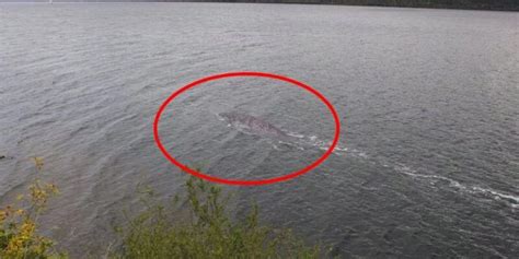 Existe Uma Nova Foto Do Monstro Do Lago Ness Mas Tem Um Problema