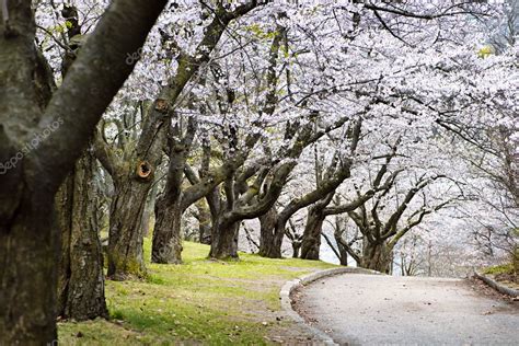 Spring apple orchard — Stock Photo © elenathewise #4467297