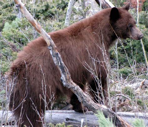 Black Bear | Outdoor Alabama