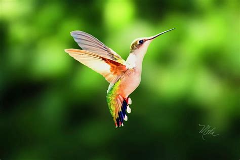 Hummingbird Hovering Photograph by Meta Gatschenberger - Pixels