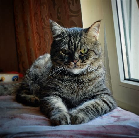 Наполнитель для котолотка | Пикабу