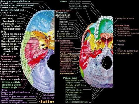 2-ANATOMY OF THE SKULL.pptxppppppppppppp | PPT