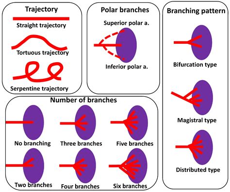 Life Free Full Text Morphological Evaluation Of The Splenic Artery