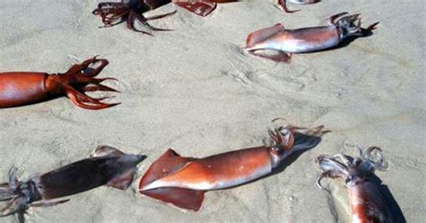 The Mystery Of Jumbo Squid Mass Suicides Cbs News