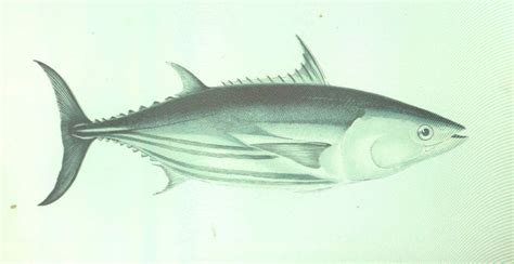 Skipjack Tuna Facts Diet Habitat And Pictures On Animaliabio