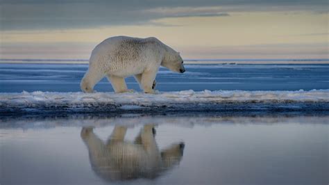 In 'extremely rare' attack, polar bear killed mother and child in ...