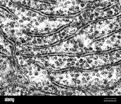 Rough Endoplasmic Reticulum With Ribosomes On The Surface Mammal