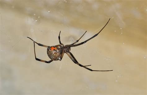 Brown Widow Spider Latrodectus Geometricus In Its Web In Houston Tx