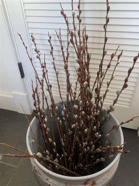 American Pussy Willow Starts Castanea Farms