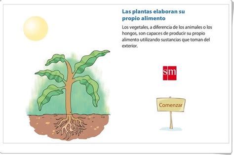 Las plantas elaboran su propio alimento Animación interactiva de