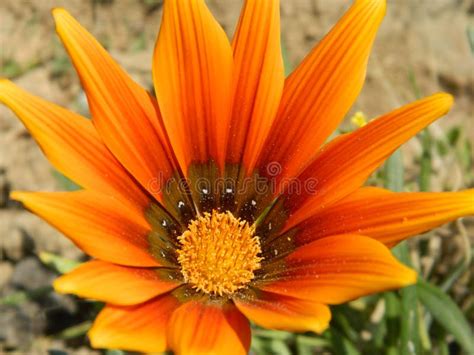flowers stock photo image  orange flower color vibrant