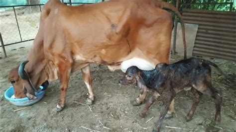 INDIAN GIR COW DELIVERING CALF BABY CALF BEING BORN HOW COW GIVE