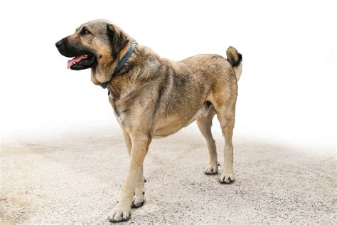 Kangal Dog: All About This Protective Breed | Canine Weekly