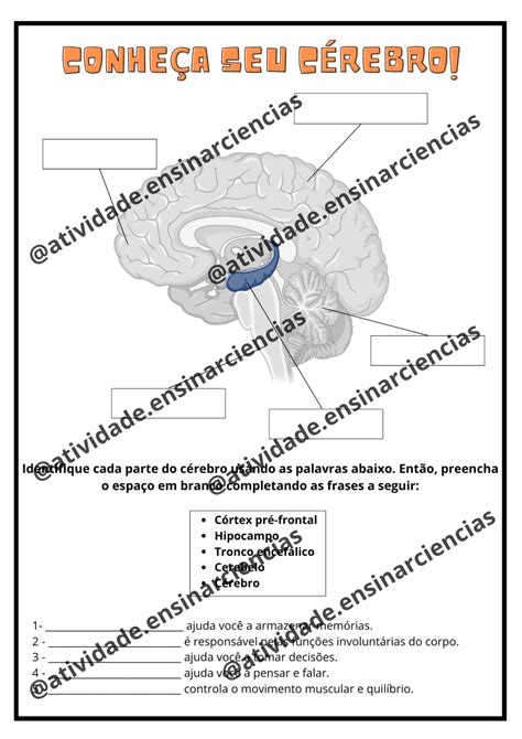 Atividades Sistema Nervoso 5 Ano