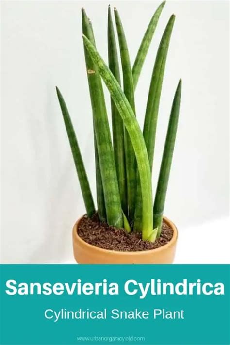 15 Sansevieria Varieties Snake Plant To Identify Your Type Artofit