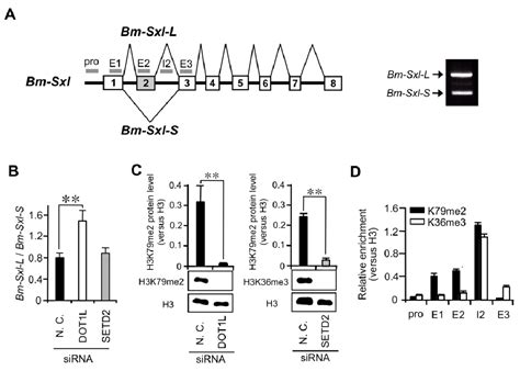 Effects Of Rnai Mediated Knockdown Of Histone Methyltransferases On The