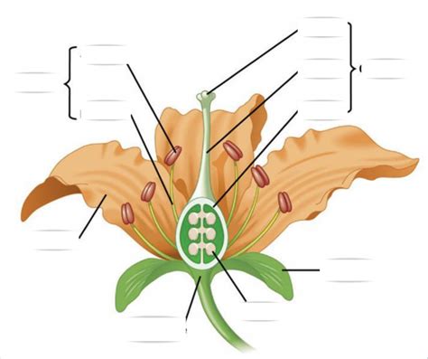 Bio Diagrams Diagram Quizlet