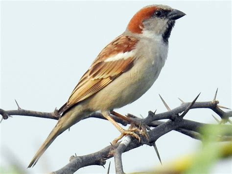 Sind Sparrow - eBird