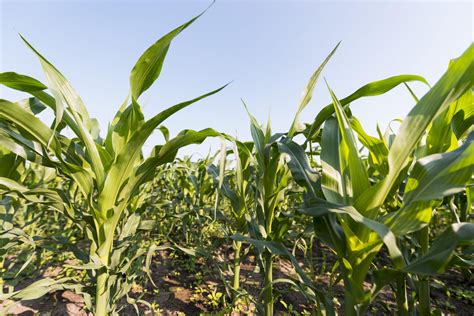 La Expansión De La Chicharrita Reduce La Estimación De La Producción De Maíz Atento