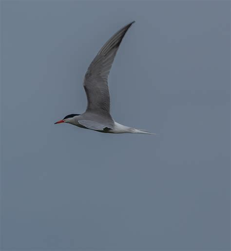 Common Terns at Marie Curtis Park: May 20, 2022 | Miles Hearn