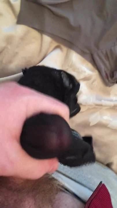Cumming In Wife S Friends Panties Knickers Gay Man Porn Xhamster
