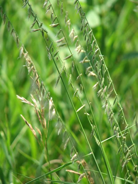 Sideoats Grama Star Seed Inc