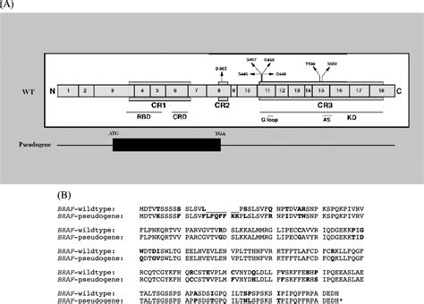 (A) Schematic representation of human BRAF gene and its pseudogene in ...