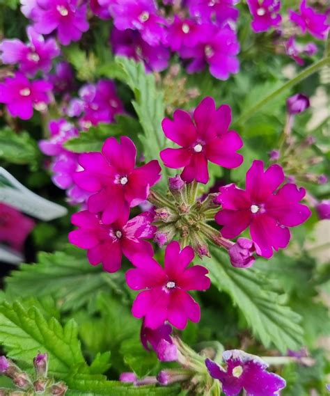 Verbena 'Purple' Assorted 6" Pot - Hello Hello Plants & Garden Supplies