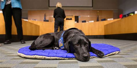 Special Dogs Help Calm Traumatized Witnesses Testifying In Court