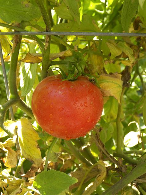 Fotos Gratis Rama Fruta Flor Comida Rojo Produce Vegetal