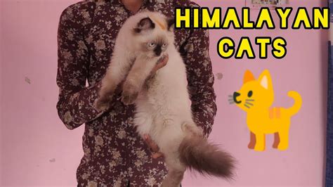 Himalayan Cats In Hyderabad Doll Face Persian Kittens Available In