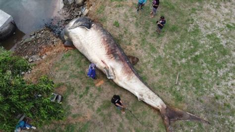 Chocante Tubar O Baleia De Toneladas Encontrado Na Ba A De Vit Ria