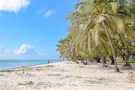 Coconut Trees Near the Beach · Free Stock Photo