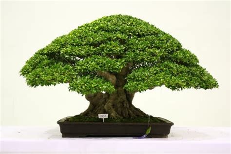 Come Potare Bonsai Ficus Benjamin Mondo Bonsai