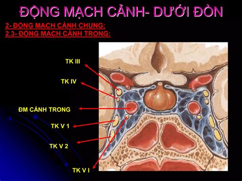 dong mach canh va dong mach duoi don