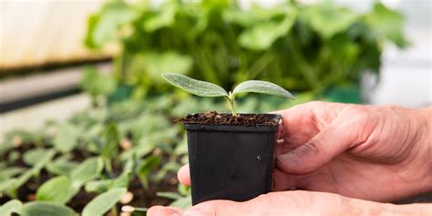 Cómo es el trabajo del semillero ⁄ Sacoje