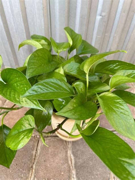 Houseplant Pothos In Planter Fergusons Garden Center