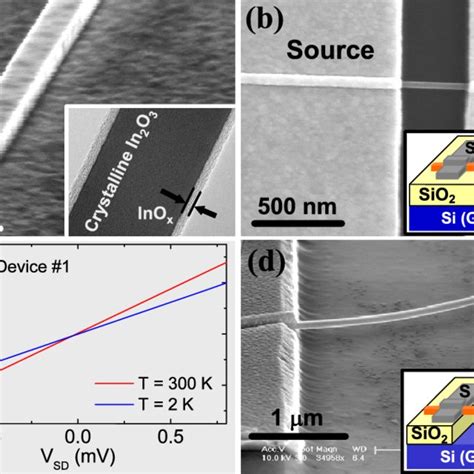 (a) Representative scanning electron microscopy (SEM) image showing the ...