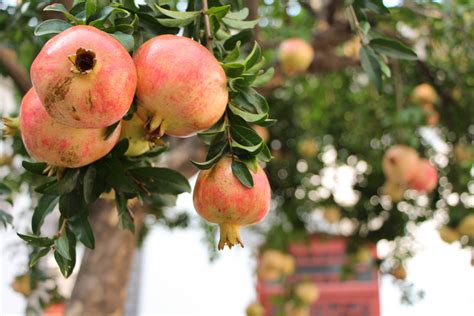 Free Images Branch Fruit Flower Food Produce Pomegranate