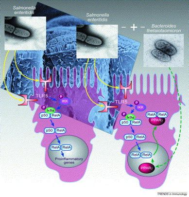 Commensal Gut Bacteria Mechanisms Of Immune Modulation Trends In