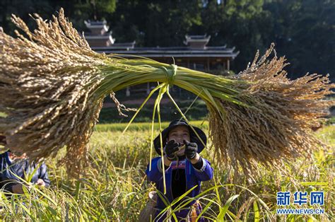 贵州从江：香禾糯稻谷丰收忙 新华网