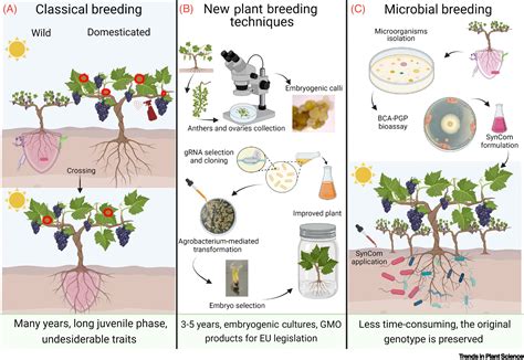 Breeding toward improved ecological plant–microbiome interactions